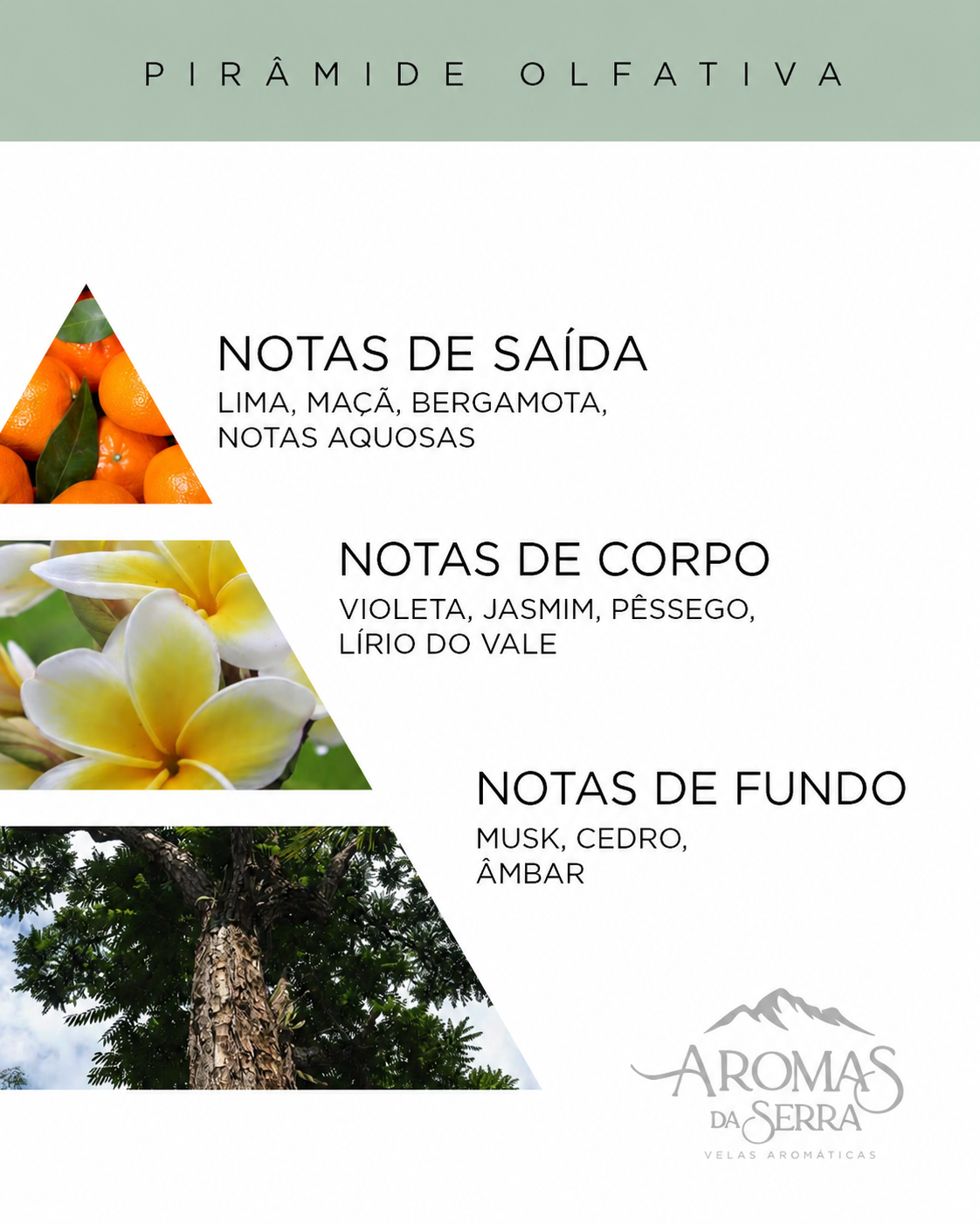 Kit Floresta Tropical